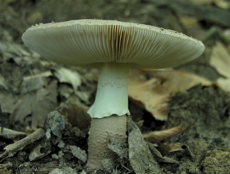 Amanita rubescens